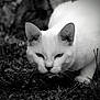 cat, white_cat, animal, grass, outdoor, close_up, whiskers, ears, nature, predator, feline, muzzle, portrait, black_and_white, stealth, intense, focused, crouching, wildlife, fur