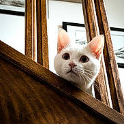 Kuro participe au concours pour gagner de l'argent avec cette photo : cat, white_cat, wood, railing, curious, ears, indoor, framed_pictures, background, closeup, pet, animal, feline, looking_up, wood_texture, domestic_cat, portrait, home, whiskers, face