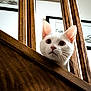 cat, white_cat, wood, railing, curious, ears, indoor, framed_pictures, background, closeup, pet, animal, feline, looking_up, wood_texture, domestic_cat, portrait, home, whiskers, face
