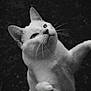 cat, white_cat, animal, pet, whiskers, fur, playful, black_and_white, portrait, outdoor, cute, feline, closeup, paw, ears, tail, nature, mammal, looking_up, soft