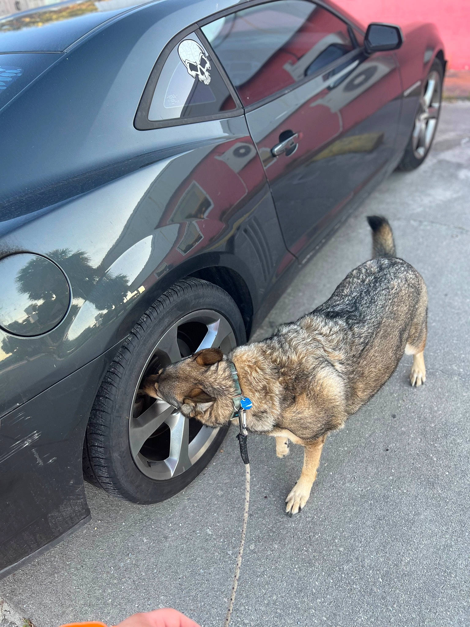 Karma is registered to the contest to win money with this photo: alloy_wheel, asphalt, automotive_design, automotive_exterior, automotive_lighting, automotive_tire, car, carnivore, dog, fender, hood, hubcap, land_vehicle, motor_vehicle, road_surface, tire, tread, vehicle, vehicle_door, wheel