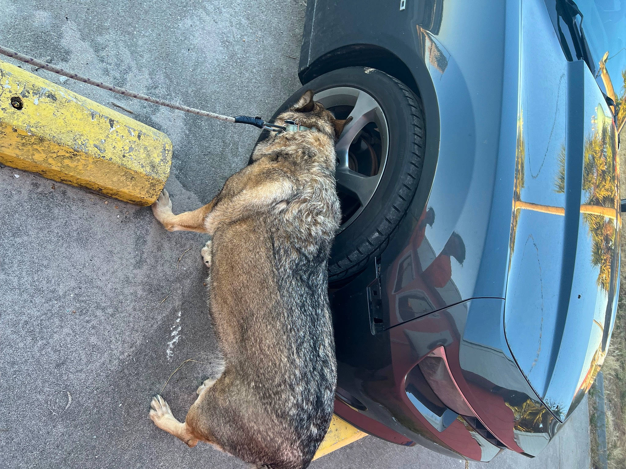 Karma is registered to the contest to win money with this photo: asphalt, automotive_lighting, automotive_tire, bumper, car, fender, gas, hood, motor_vehicle, rim, road_surface, snout, synthetic_rubber, tail, tire, tread, vehicle, vehicle_door, wheel, wood