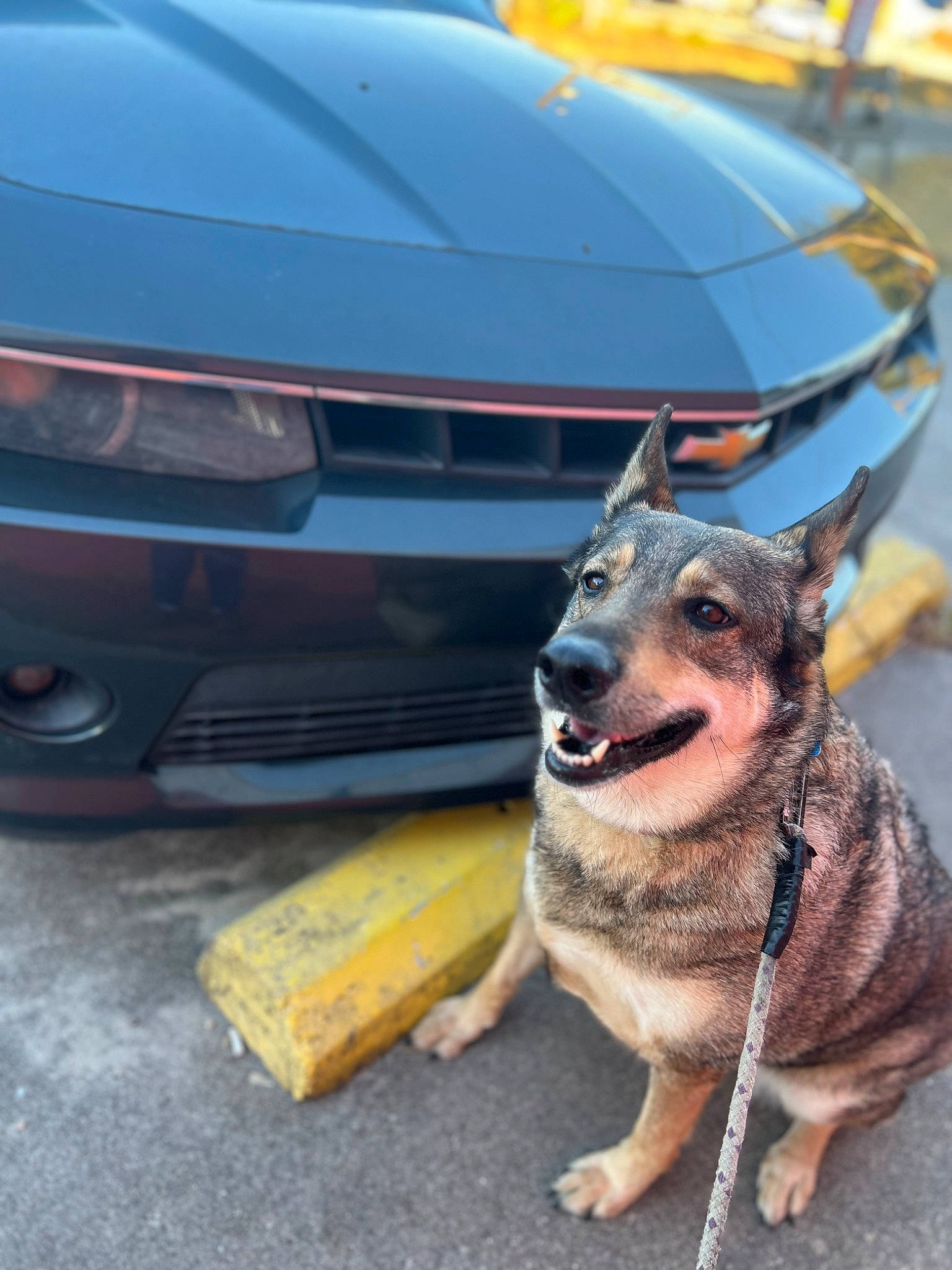 Karma is registered to the contest to win money with this photo: automotive_exterior, bumper, car, carnivore, collar, companion_dog, dog, dog_breed, fawn, german_shepherd_dog, grille, herding_dog, hood, personal_luxury_car, snout, sports_car, tire, vehicle, vehicle_registration_plate, working_animal