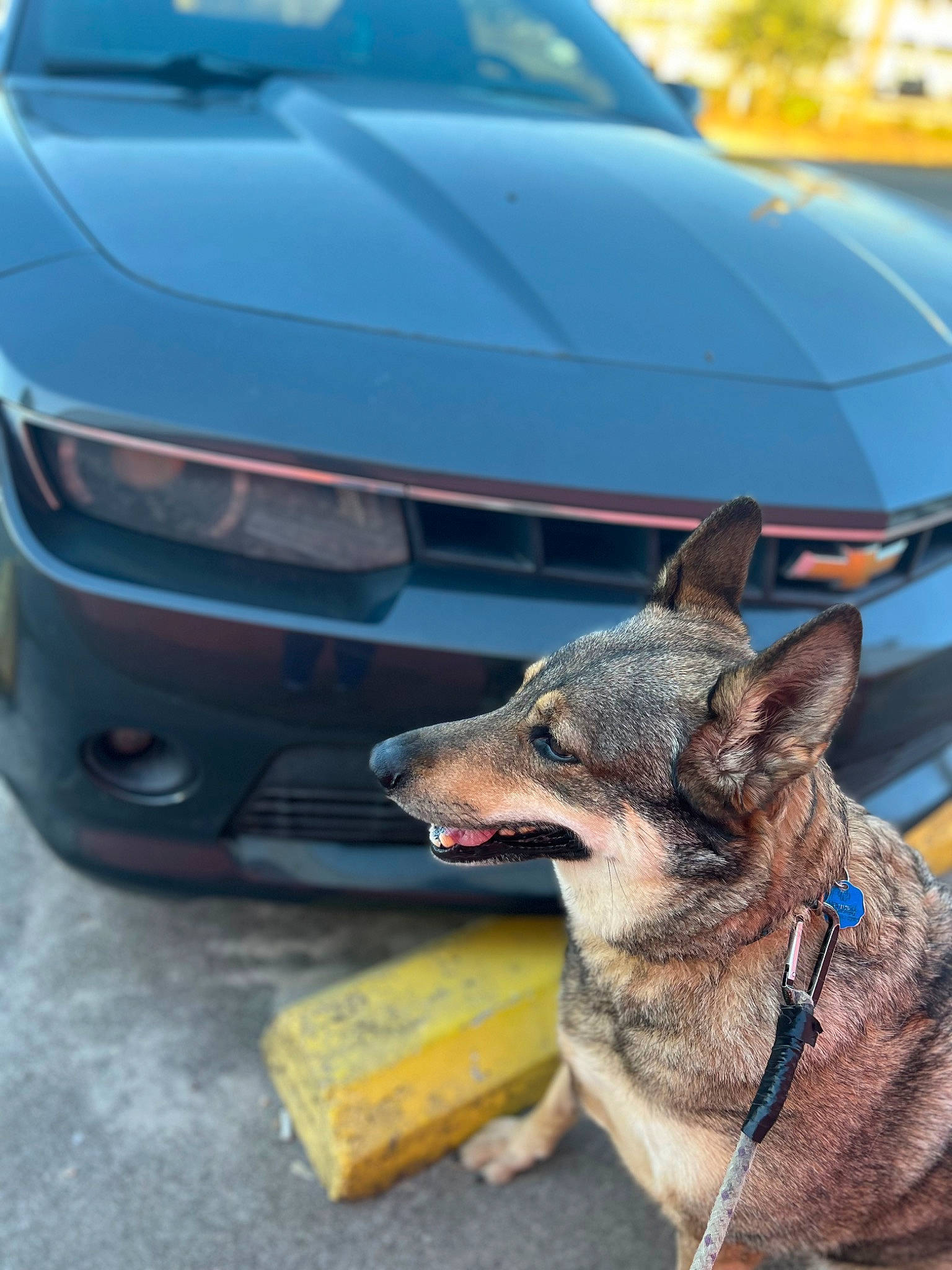 Karma joined the competition — help win amazing prizes! automotive_exterior, automotive_fog_light, automotive_lighting, automotive_tire, blue, bumper, car, carnivore, collar, dog, dog_breed, fender, grille, headlamp, hood, personal_luxury_car, snout, vehicle, vehicle_registration_plate, working_animal