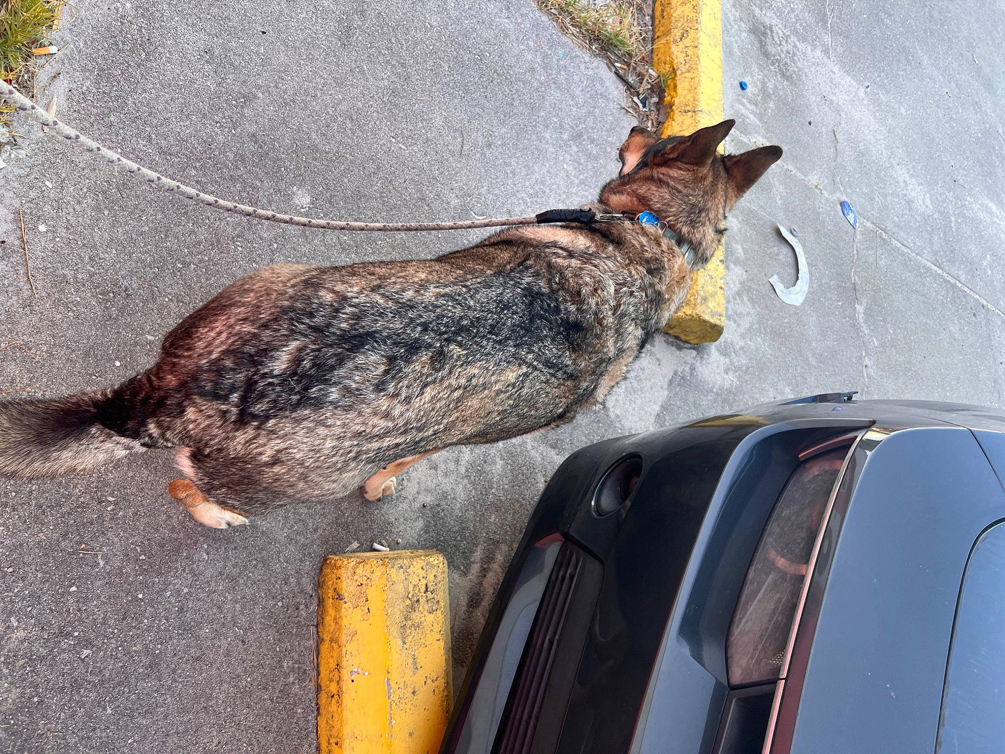 Karma joined the competition — help win amazing prizes! asphalt, automotive_carrying_rack, automotive_exterior, automotive_lighting, automotive_mirror, car, carnivore, door, felidae, hood, motor_vehicle, road_surface, small_to_medium_sized_cats, snout, tail, vehicle, vehicle_door, window, windscreen_wiper, windshield