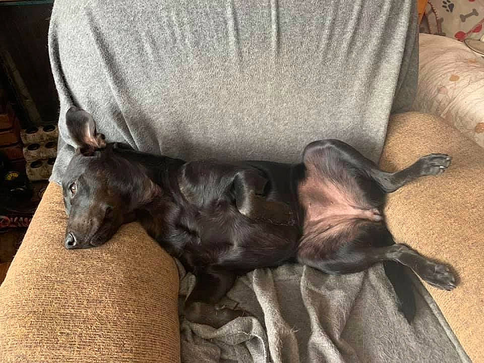 Atreus is registered to the contest to win money with this photo: canidae, carnivore, comfort, companion_dog, couch, dog, dog_breed, fawn, felidae, fur, grey, liver, mammal, rampur_greyhound, snout, sporting_group, terrestrial_animal, toy_dog, whiskers, working_animal