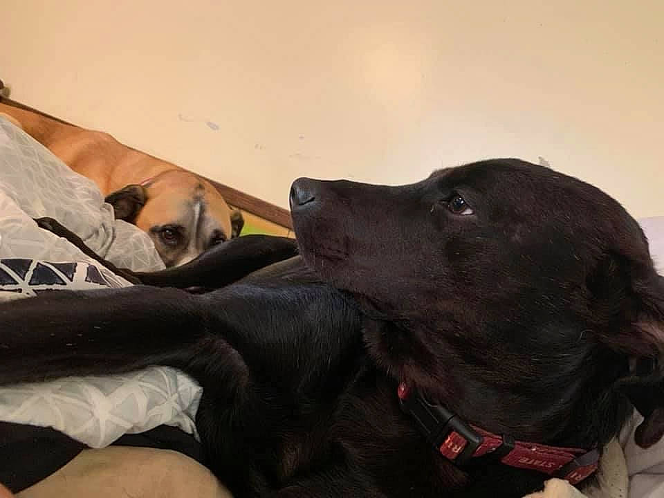 Atreus joined the competition — help win amazing prizes! borador, carnivore, collar, comfort, companion_dog, dog, dog_breed, dog_collar, fawn, gesture, gun_dog, leash, liver, personal_protective_equipment, pet_supply, pointing_breed, retriever, snout, sporting_group, working_animal