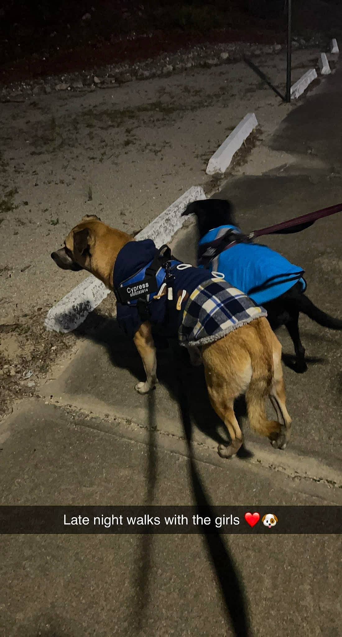 Atreus joined the competition — help win amazing prizes! asphalt, carnivore, collar, companion_dog, dog, dog_breed, dog_clothes, dog_collar, dog_supply, dog_walking, electric_blue, fashion_accessory, fawn, leash, pet_supply, road_surface, shadow, snout, vehicle, working_animal