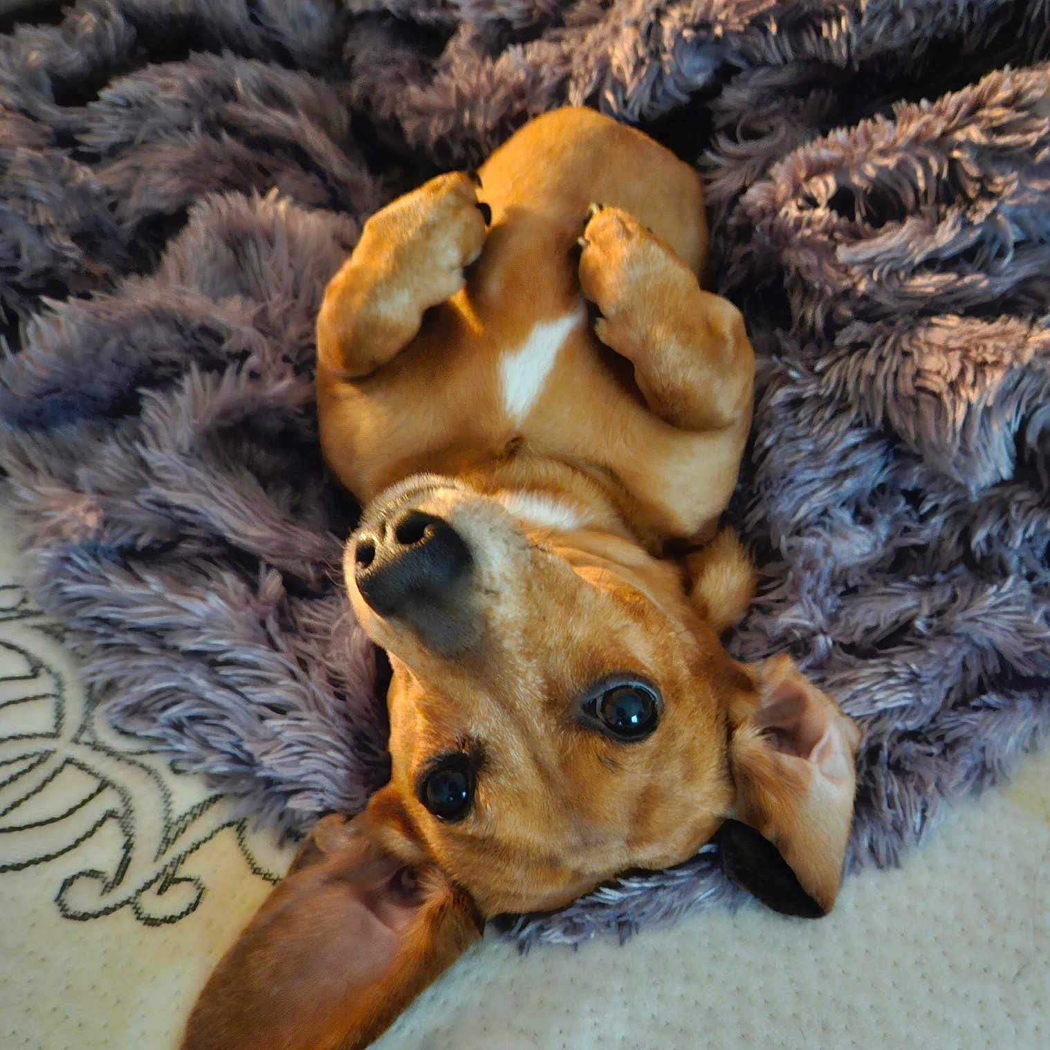 Jax joined the competition — help win amazing prizes! animal, brown_dog, cozy, cute, dachshund, dog, domestic_animal, ears, fluffy_blanket, fur, indoor, lying_down, nose, pet, playful, puppy, resting, sleeping_area, small_dog, soft_texture
