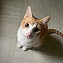 Nimbus is registered to the contest to win money with this photo: cat, orange_cat, white_cat, pet, animal, whiskers, floor, tile_floor, looking_up, cute, curious, feline, domestic_cat, indoor, small_animal, mammal, ears, tail, pink_nose, sitting