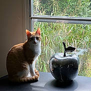 Nimbus is registered to the contest to win money with this photo: cat, orange_cat, white_cat, window, shadow, disco_ball, apple_sculpture, reflective, table, greenery, plants, indoor, natural_light, curious, sitting, pet, animal, still_life, decor, daylight