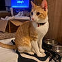 Nimbus is registered to the contest to win money with this photo: cat, orange_cat, white_cat, pet, indoor, floor, food_bowls, mat, cardboard_box, television, screen, disney_plus, wood_paneling, carpet, collar, animal, feline, sitting, curious, domestic
