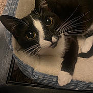 Navi joined the competition — help win amazing prizes! cat, tuxedo_cat, pet_bed, whiskers, indoor, cozy, feline, black_and_white, close_up, curious, animal, domestic_cat, soft_fur, resting, looking_up, cute, comfortable, bed, pet, relaxed