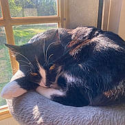 Navi joined the competition — help win amazing prizes! animal, black_and_white_cat, cat, cozy, curled_up, cute, daylight, feline, fur, home, indoor, peaceful, pet, relaxed, resting, soft_perch, sunlight, whiskers, window, yellow_eyes