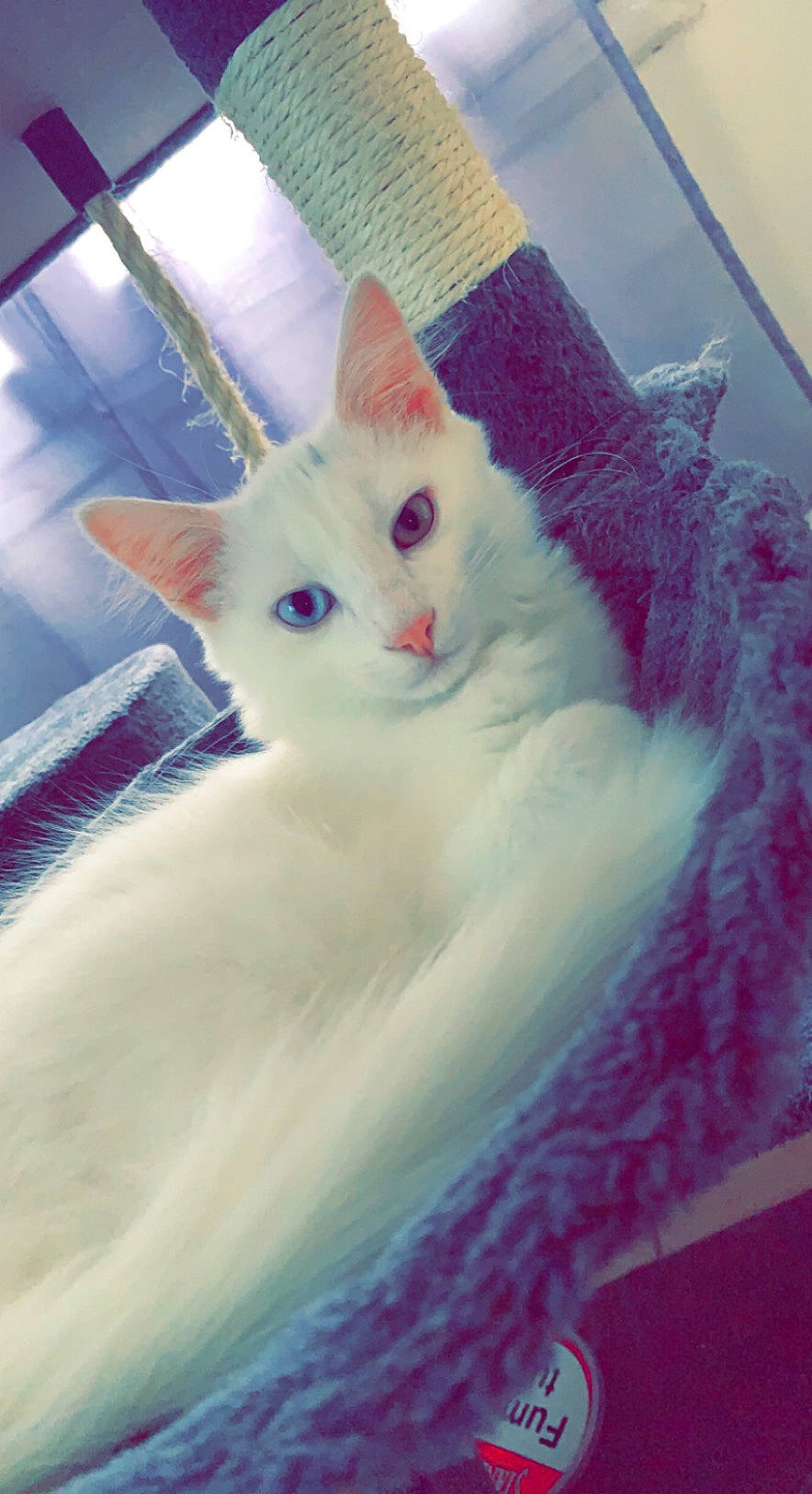 Snow a rejoint le concours — aidez-le/la à gagner de superbes lots ! carnivore, cat, claw, comfort, domestic_short_haired_cat, eye, eyebrow, fawn, felidae, fur, head, paw, small_to_medium_sized_cats, snout, tail, whiskers, window