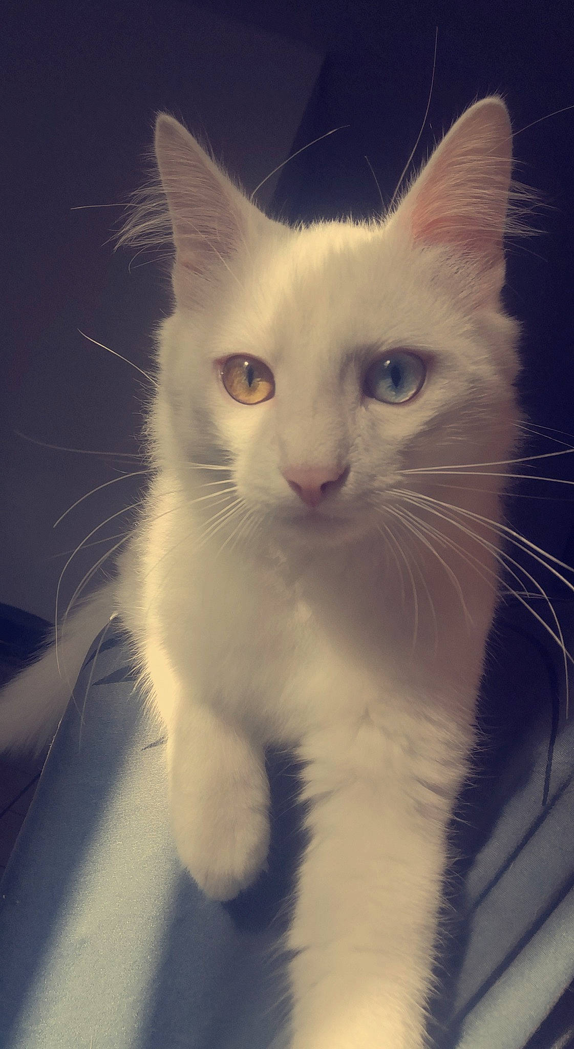 Snow participe au concours pour gagner de l'argent avec cette photo : carnivore, cat, domestic_short_haired_cat, ear, eye, felidae, fur, head, paw, small_to_medium_sized_cats, snout, square, tail, terrestrial_animal, whiskers, window