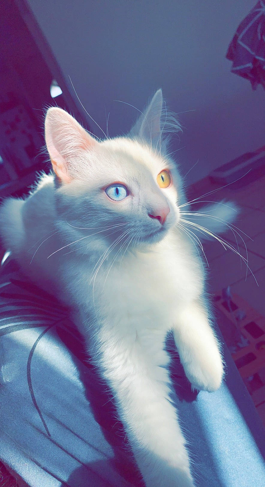 Snow a rejoint le concours — aidez-le/la à gagner de superbes lots ! azure, carnivore, cat, domestic_short_haired_cat, ear, electric_blue, eye, felidae, fur, iris, mammal, organism, paw, sitting, small_to_medium_sized_cats, snout, tail, vertebrate, whiskers