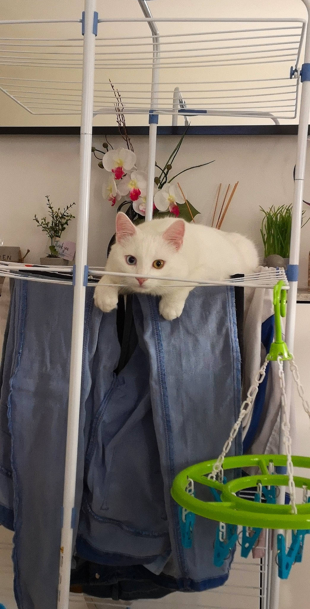 Snow participe au concours pour gagner de l'argent avec cette photo : bag, box, canidae, carnivore, cat, domestic_short_haired_cat, fawn, felidae, flowerpot, formal_wear, fur, houseplant, linens, plant, room, small_to_medium_sized_cats, tail, twig, whiskers, workwear