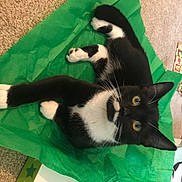 Houdini joined the competition — help win amazing prizes! carnivore, cat, cat_supply, comfort, domestic_short_haired_cat, felidae, fur, grass, green, natural_material, plant, small_to_medium_sized_cats, snout, tail, terrestrial_animal, whiskers