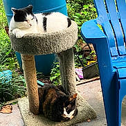 Oreo. And. Suzyq is registered to the contest to win money with this photo: cat, cat_tree, black_and_white_cat, tortoiseshell_cat, outdoor, garden, greenery, blue_chair, concrete_floor, plants, relaxing, pet, animal, feline, resting, nature, daylight, sitting, vertical_structure, two_cats