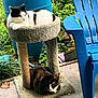 cat, cat_tree, black_and_white_cat, tortoiseshell_cat, outdoor, garden, greenery, blue_chair, concrete_floor, plants, relaxing, pet, animal, feline, resting, nature, daylight, sitting, vertical_structure, two_cats