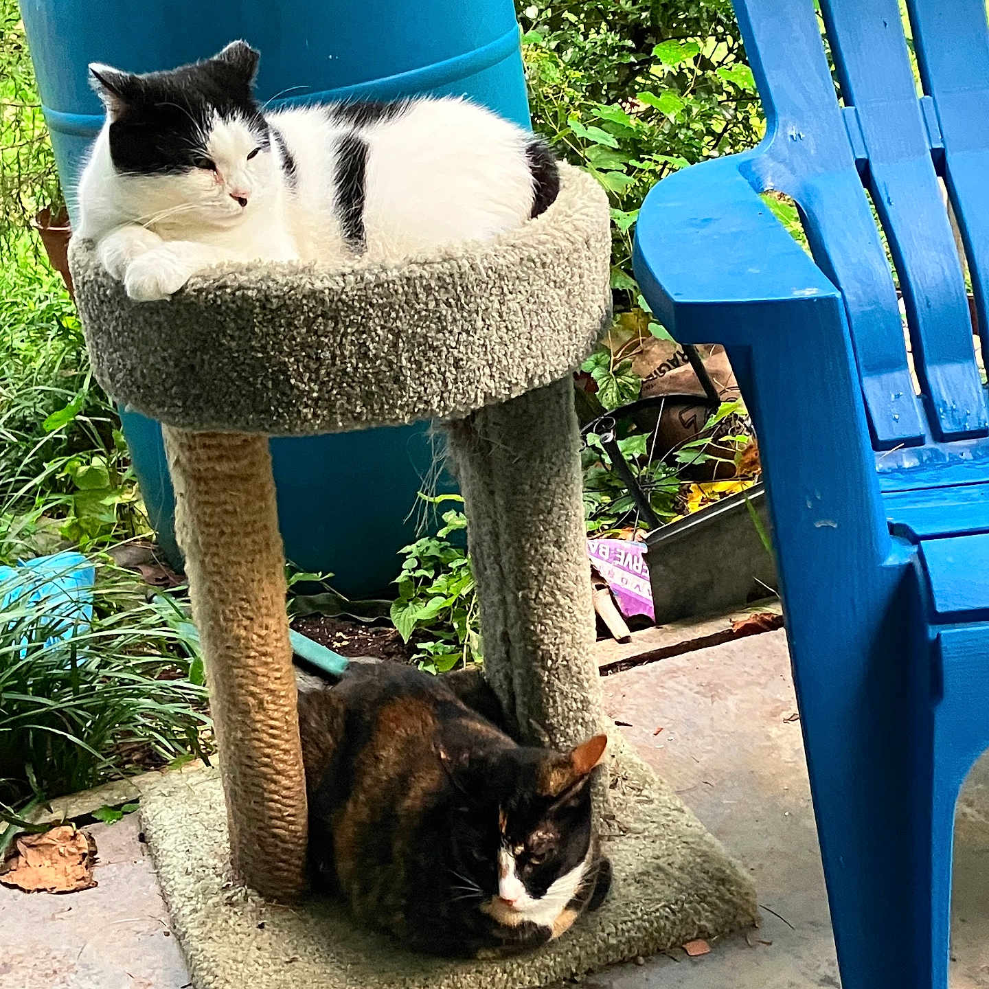 Oreo. And. Suzyq is registered to the contest to win money with this photo: animal, black_and_white_cat, blue_chair, cat, cat_tree, concrete_floor, daylight, feline, garden, greenery, nature, outdoor, pet, plants, relaxing, resting, sitting, tortoiseshell_cat, two_cats, vertical_structure