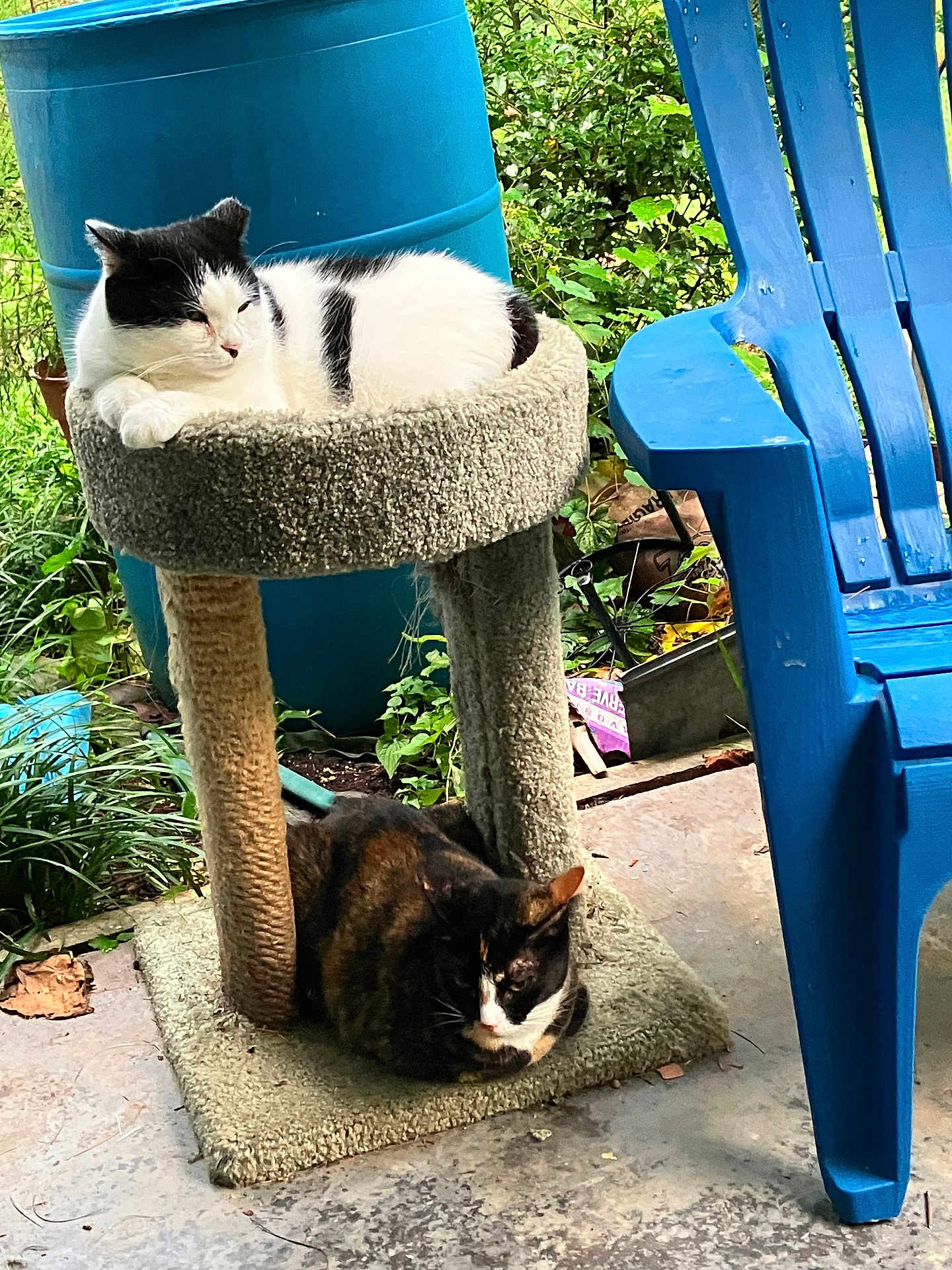 Oreo. And. Suzyq is registered to the contest to win money with this photo: cat, cat_tree, black_and_white_cat, tortoiseshell_cat, outdoor, garden, greenery, blue_chair, concrete_floor, plants, relaxing, pet, animal, feline, resting, nature, daylight, sitting, vertical_structure, two_cats