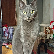 Altesse participe au concours pour gagner de l'argent avec cette photo : cat, gray_cat, yellow_eyes, indoor, table, furniture, pet, animal, sitting, looking_at_camera, plush_toy, dog_toy, curtains, room, household, cat_scratcher, box, spoon, wooden_surface, cozy