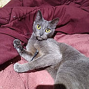 Altesse participe au concours pour gagner de l'argent avec cette photo : animal, bed, blanket, cat, cozy, cute, domestic_cat, feline, fur, gray_cat, indoor, looking_at_camera, maroon_blanket, paw, pet, playful, relaxed, resting, whiskers, yellow_eyes