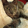 Altesse participe au concours pour gagner de l'argent avec cette photo : animal, cat, close_up, cozy, curious, cute, domestic_cat, feline, fluffy_blanket, fur, gray_cat, indoor, paw, pet, relaxed, resting, soft_texture, stretching, whiskers, yellow_eyes