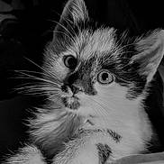 Smudge is registered to the contest to win money with this photo: animal, black_and_white, cat, close_up, curious, cute, domestic_cat, ears, face, fur, indoor, kitten, looking, paws, pet, portrait, texture, whiskers, wood, young