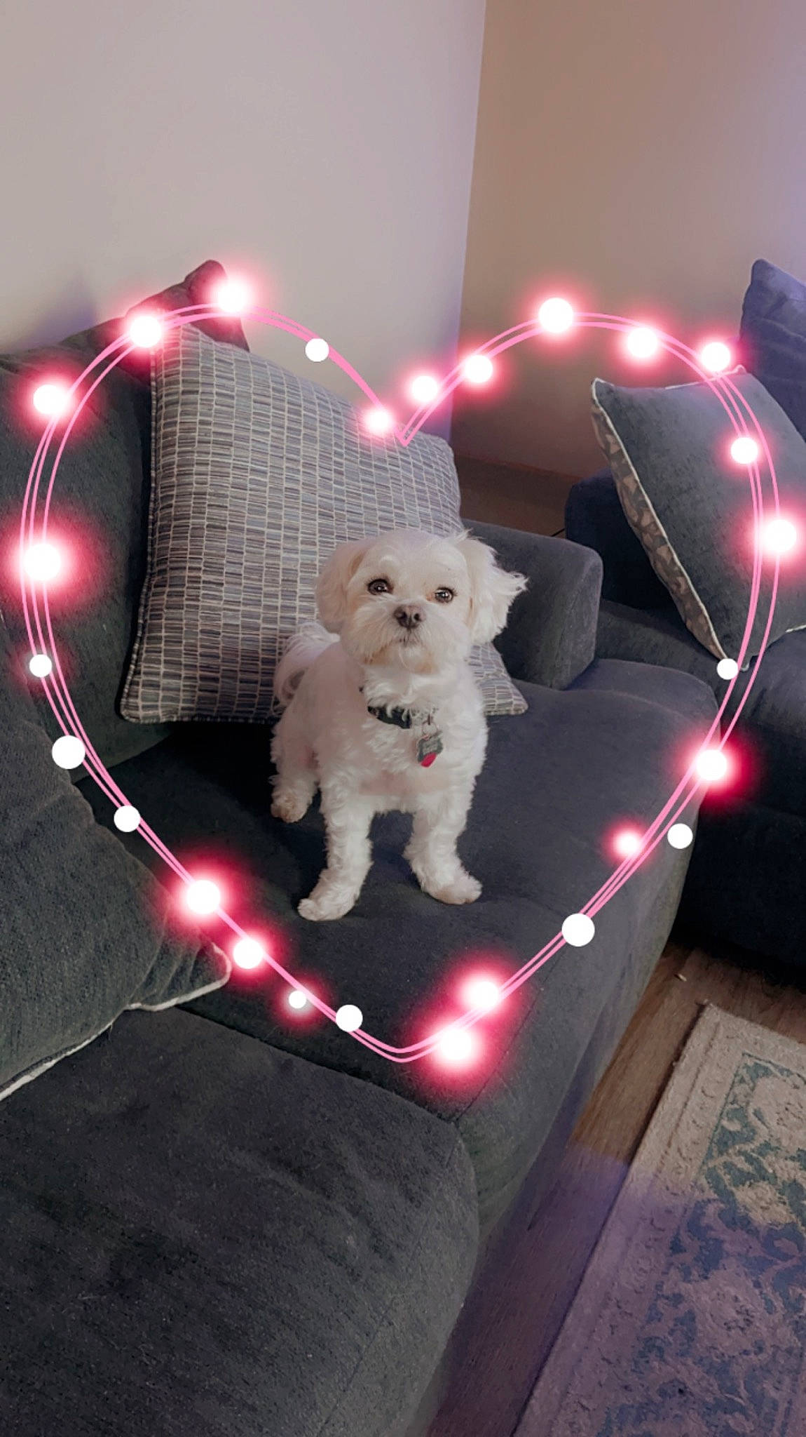 Powderpuff is registered to the contest to win money with this photo: canidae, carnivore, companion_dog, dog, dog_breed, dog_collar, dog_supply, event, eyewear, fashion_accessory, fawn, fur, leash, light, lighting, magenta, sporting_group, stuffed_toy, toy, toy_dog