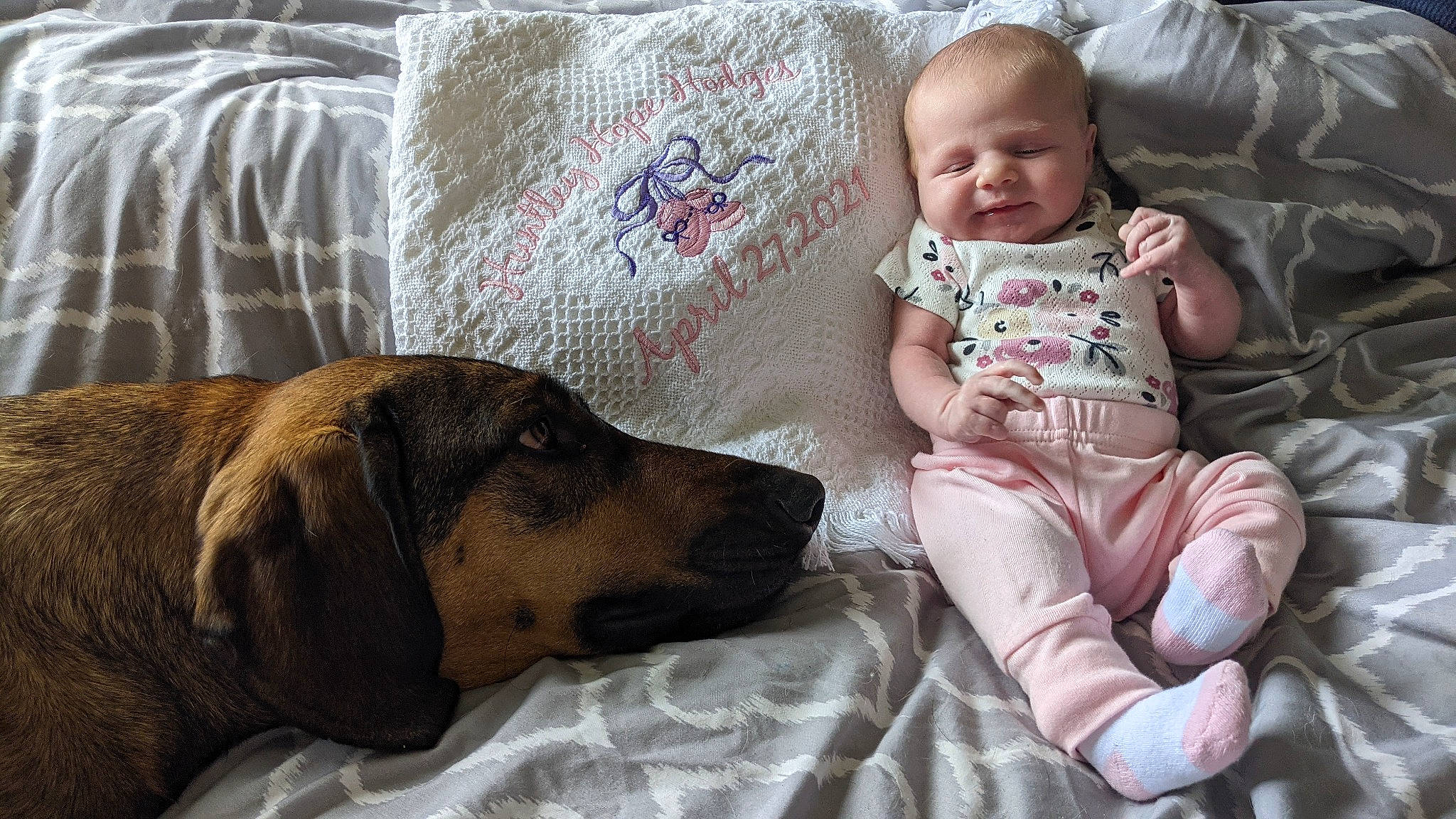 Huntley joined the competition — help win amazing prizes! baby, baby_toddler_clothing, carnivore, comfort, companion_dog, couch, dog, dog_breed, fawn, lap, linens, living_room, mammal, person, sitting, sleeve, smile, sporting_group, toddler, vertebrate