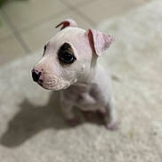 Loony a rejoint le concours — aidez-le/la à gagner de superbes lots ! adorable, black_marking, blurred_background, bokeh, carpet, cute, dog, ear, eye_patch, indoor, looking_away, nose_spots, pet, portrait, puppy, shallow_depth_of_field, sitting, small, tile_floor, white_fur