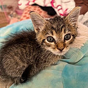 Mack is registered to the contest to win money with this photo: kitten, tabby, cat, fur, whiskers, ears, eyes, blanket, soft, cozy, indoor, pet, young, cute, animal, feline, closeup, resting, domestic, comfort
