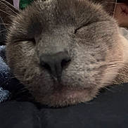 Coco Chanel joined the competition — help win amazing prizes! cat, close_up, sleeping, nose, fur, whiskers, cozy, blanket, resting, soft, indoor, pet, animal, face, muzzle, domestic_cat, relaxed, cute, feline, nap