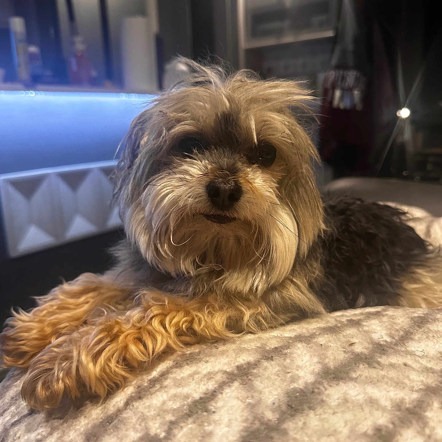 Mia is registered to the contest to win money with this photo: affenpinscher, animal, bed, bedroom, canine, cockerspaniel, couch, dog, furniture, indoors, interiordesign, person, pet, poodle, puppy, room, terrier, whitedog