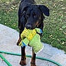 dog, black_dog, tan_markings, standing, holding_toy, stuffed_animal, chew_toy, outdoor, grass, lawn, fallen_leaves, concrete, patio, garden_hose, portrait, pet, animal, floppy_ears, dark_fur, playful