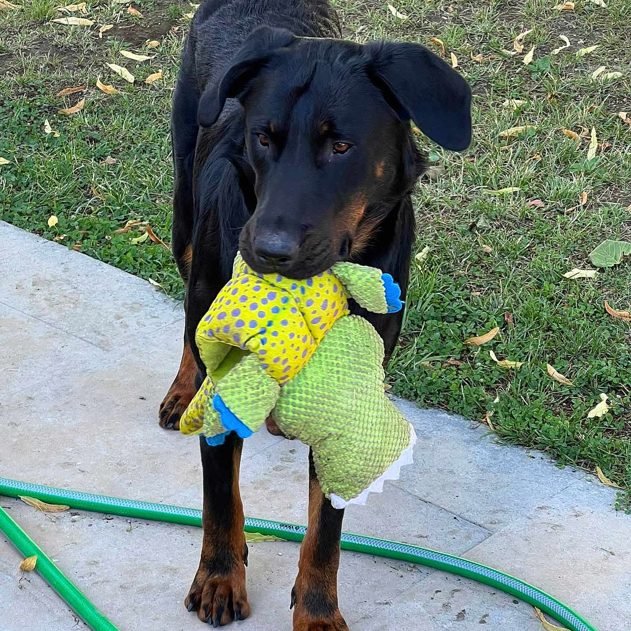 Vel-Cro participe au concours pour gagner de l'argent avec cette photo : dog, black_dog, tan_markings, standing, holding_toy, stuffed_animal, chew_toy, outdoor, grass, lawn, fallen_leaves, concrete, patio, garden_hose, portrait, pet, animal, floppy_ears, dark_fur, playful