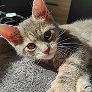Mochis participe au concours pour gagner de l'argent avec cette photo : abyssinian, animal, cat, computer, computerhardware, electronics, furniture, hardware, hardwood, indoors, kitten, laptop, manx, monitor, pc, pet, screen, siamese, tv, wood