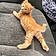 Tigger