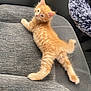 kitten, cat, orange_cat, feline, pet, car_seat, animal, fur, cute, relaxed, looking_back, indoor, seatbelt_buckle, texture, whiskers, small_animal, domestic_animal, young, carnivore, mammal