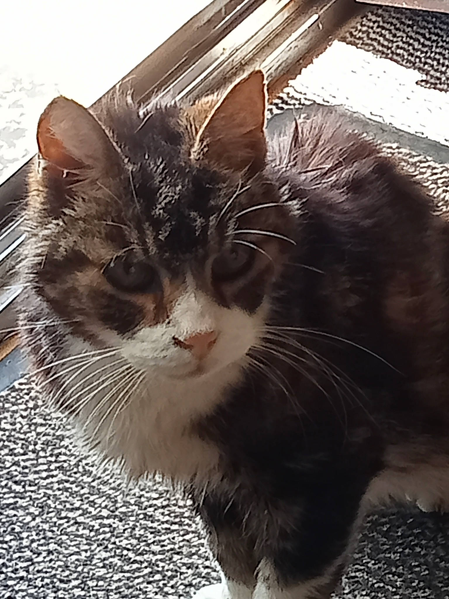 Whisky participe au concours pour gagner de l'argent avec cette photo : carnivore, cat, claw, domestic_short_haired_cat, felidae, foot, fur, grass, metal, monochrome_photography, paw, sitting, small_to_medium_sized_cats, snout, tail, terrestrial_animal, whiskers, window