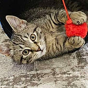 Roxi joined the competition — help win amazing prizes! animal, carpet, cat, claw, closeup, crouching, curious, ears, eyes, fur, indoor, kitten, paws, pet, playful, red_toy, tabby, texture, toy, whiskers
