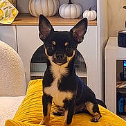 Milo a rejoint le concours — aidez-le/la à gagner de superbes lots ! alert, autumn_decor, black_dog, chihuahua, cozy, cute, dog, ears_up, furniture, home, indoor, living_room, modern_interior, pet, pumpkins, sitting, small_dog, tan_markings, wooden_shelf, yellow_cushion