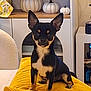 alert, autumn_decor, black_dog, chihuahua, cozy, cute, dog, ears_up, furniture, home, indoor, living_room, modern_interior, pet, pumpkins, sitting, small_dog, tan_markings, wooden_shelf, yellow_cushion