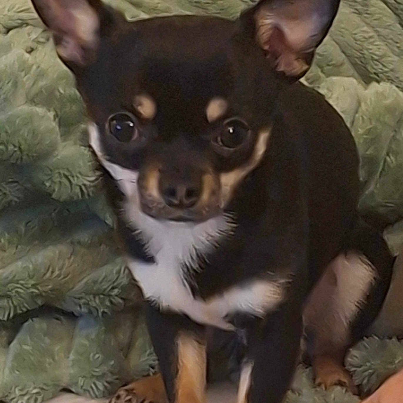 Milo