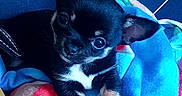 Milo participe au concours pour gagner de l'argent avec cette photo : animal, black_dog, blanket, colorful_blanket, companion, cozy, cute, dog, ears, eyes, fur, indoor, looking_up, pet, puppy, resting, small_dog, soft_texture, tan_paws, young