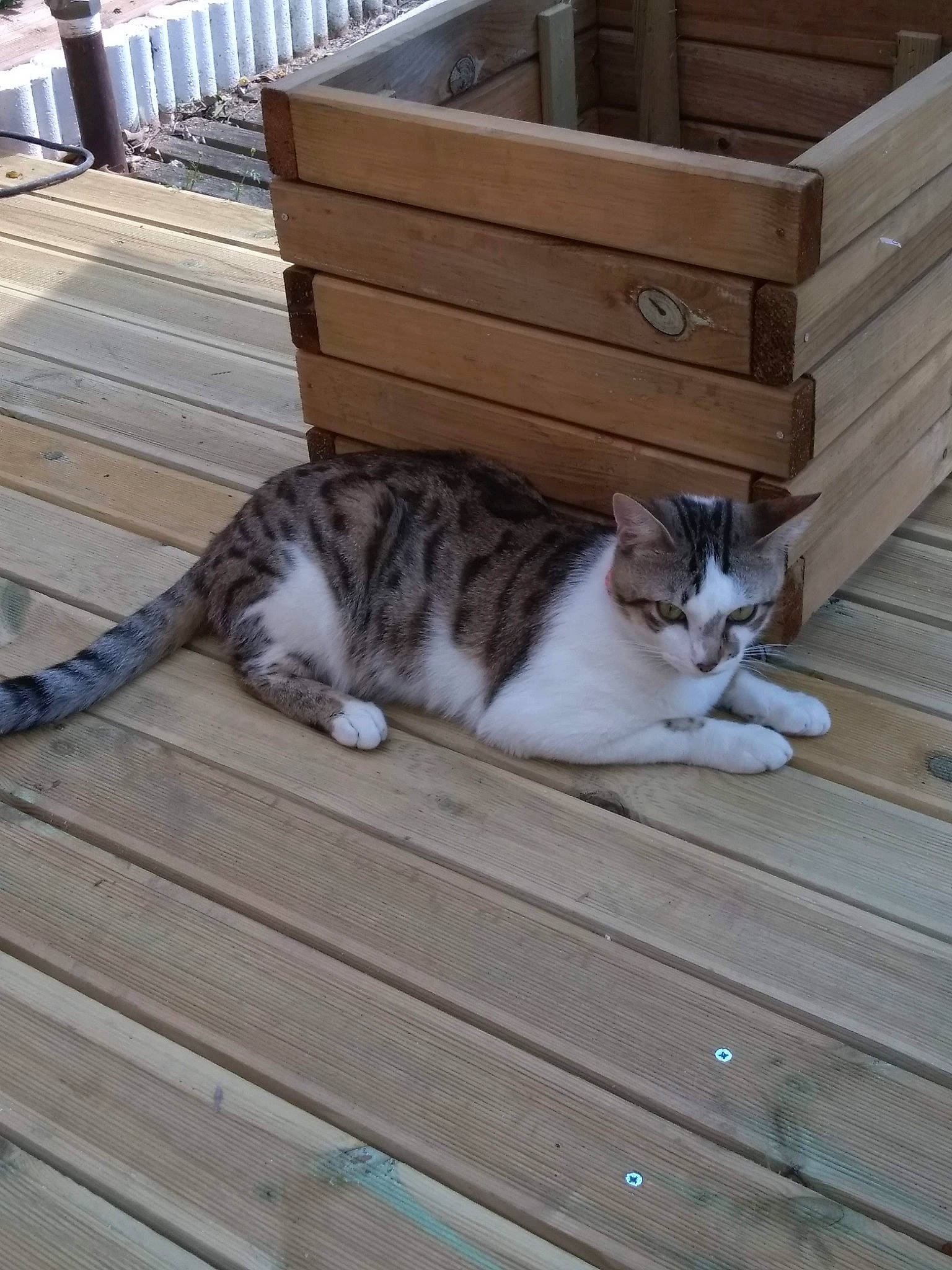 Minou a rejoint le concours — aidez-le/la à gagner de superbes lots ! aegean_cat, box, carnivore, cat, deck, domestic_short_haired_cat, european_shorthair, fawn, felidae, hardwood, kitten, polydactyl_cat, small_to_medium_sized_cats, tabby_cat, tail, whiskers, wood