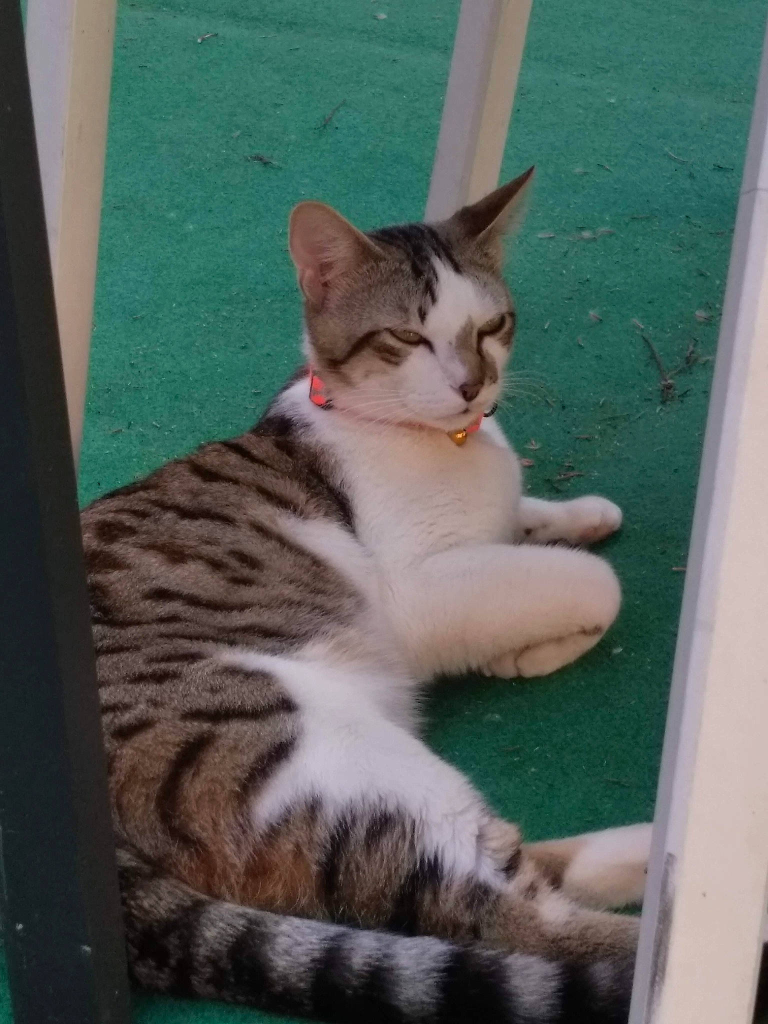 Minou a rejoint le concours — aidez-le/la à gagner de superbes lots ! aegean_cat, american_wirehair, arabian_mau, asian, carnivore, cat, domestic_short_haired_cat, dragon_li, egyptian_mau, european_shorthair, fawn, felidae, kitten, mammal, ocicat, small_to_medium_sized_cats, tabby_cat, tail, vertebrate, whiskers